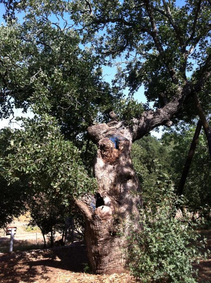 הוילה Bethlehem of Galilee צל אלון מראה חיצוני תמונה